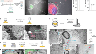 Mitochondrial transfer from glia to neurons protects against peripheral neuropathy