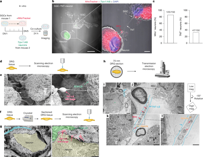 Mitochondrial transfer from glia to neurons protects against peripheral neuropathy
