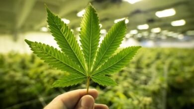 يكشف العلماء أخيرًا عن الأصول القديمة لـ THC و CBD و CBC