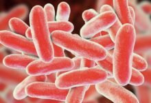 سحب جديد لبراعم الفجل في الولايات المتحدة بسبب E. coli والسالمونيلا.. FDA توسع تحذيراً غذائياً